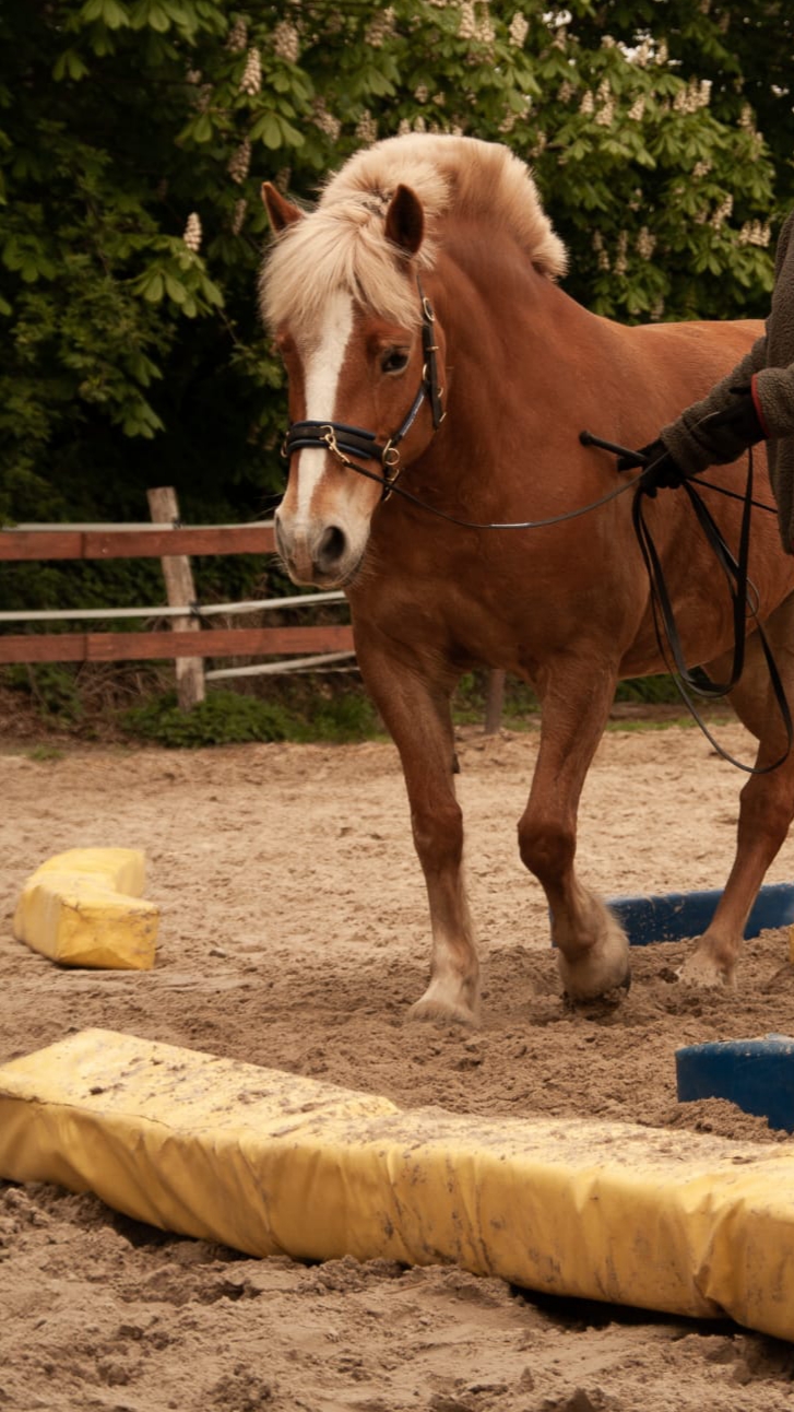 Equikinetic - Tageskurse im Januar 2026