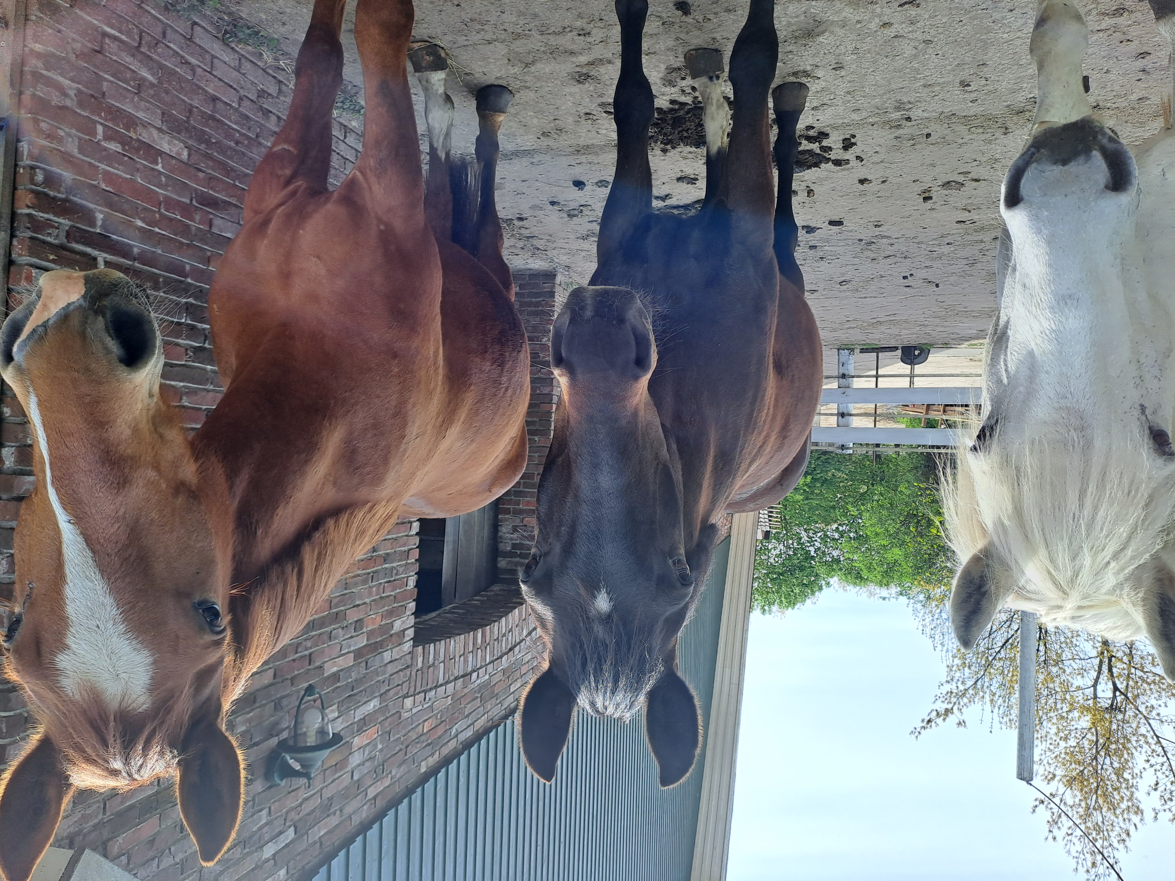 *Aktuell* Offenstall frei - perfekt für Allergiker
