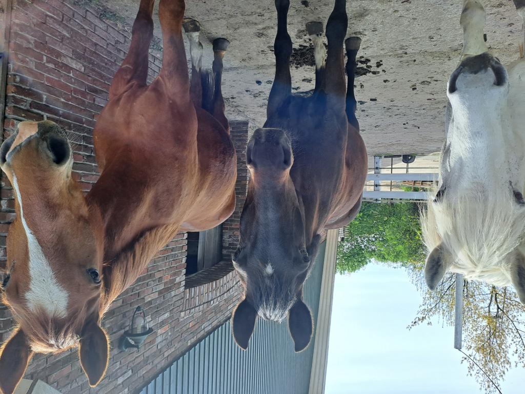 Kurse / Unterricht am Hof